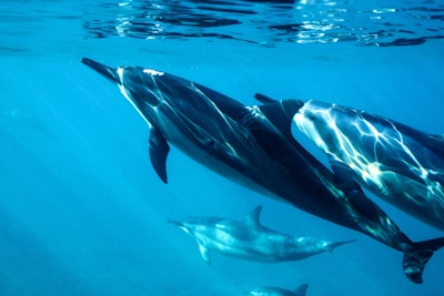Dolphin Watching